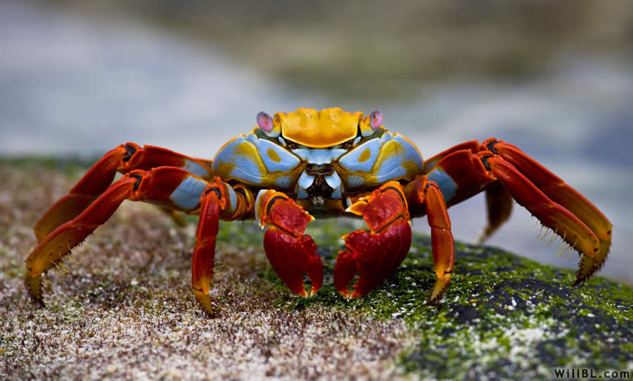 Sally Lightfoot Crab