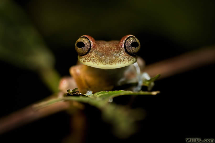 Tree Frog