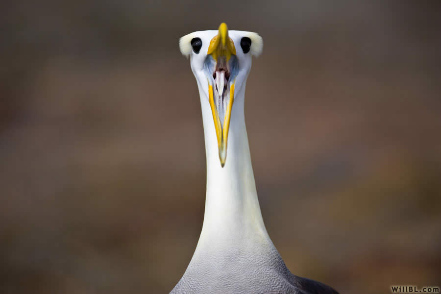 Albatross Courtship Ritual