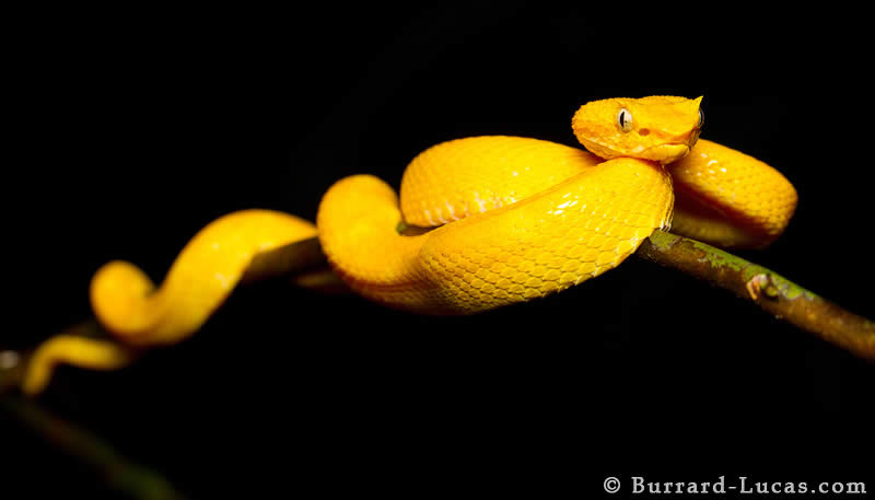 Eyelash Pit Viper