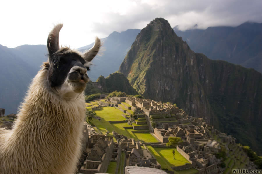 Llama, Machu Picchu