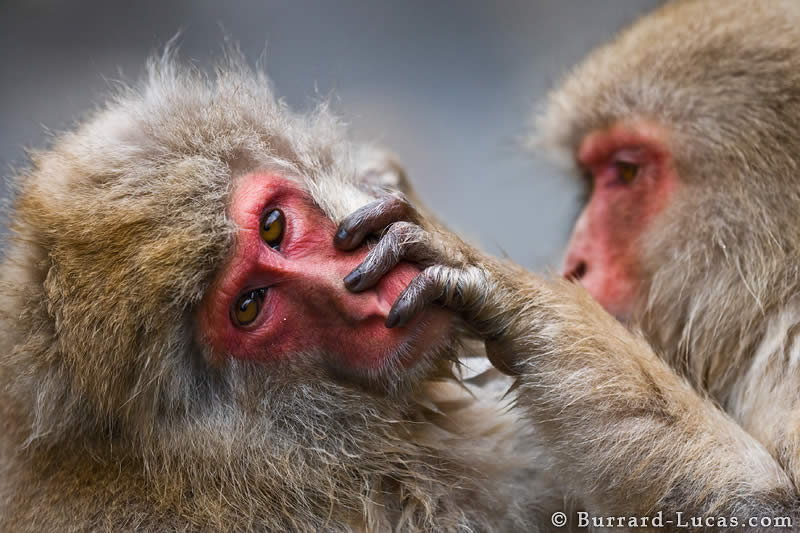 Japanese Macaques