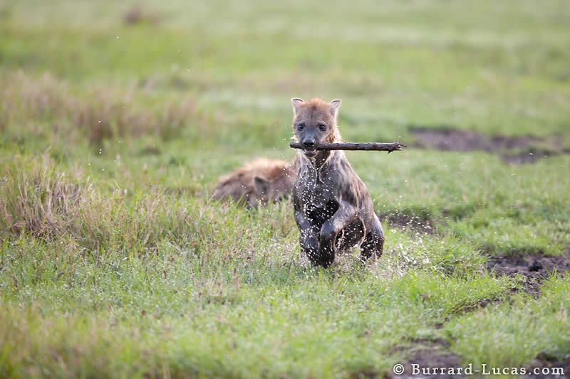 Playful Hyena