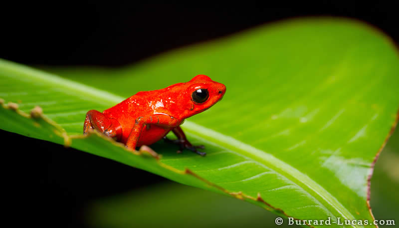 Strawberry Poison-dart Frog