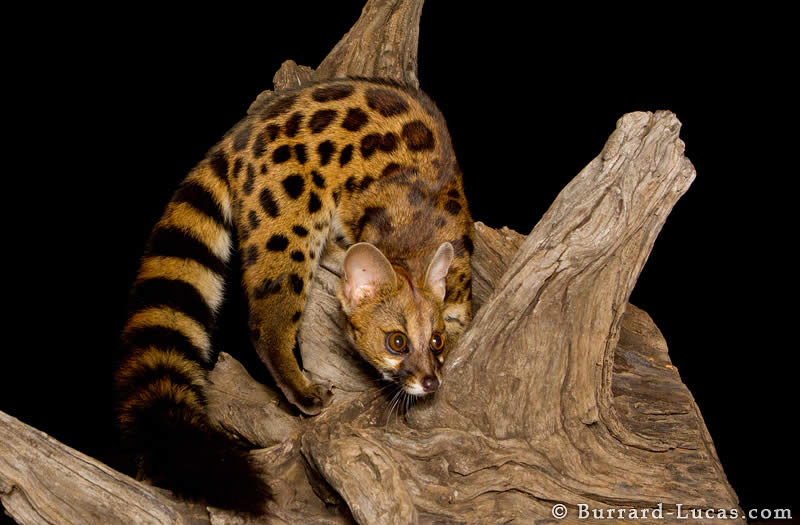 Rusty-spotted Genet