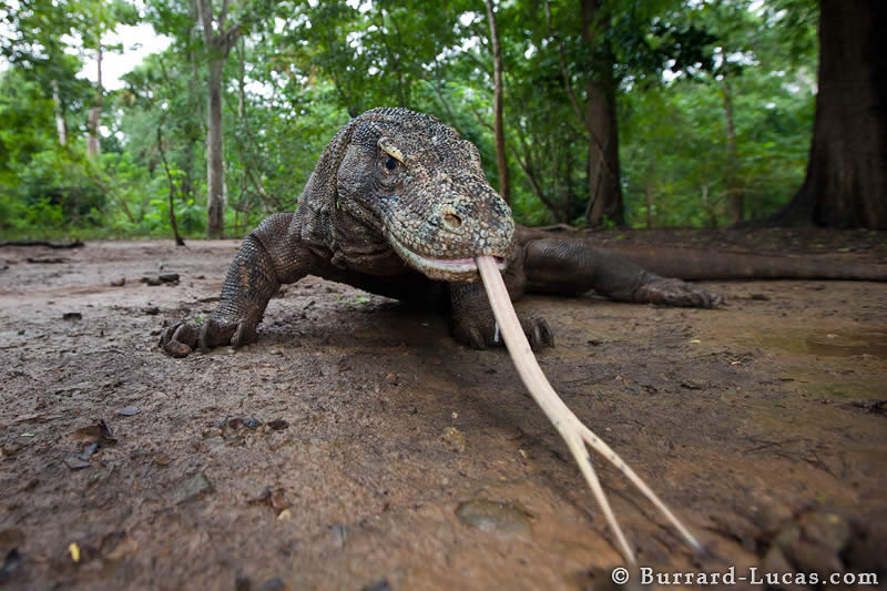 Wide-angle Komodo Dragon