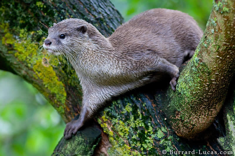 Otter