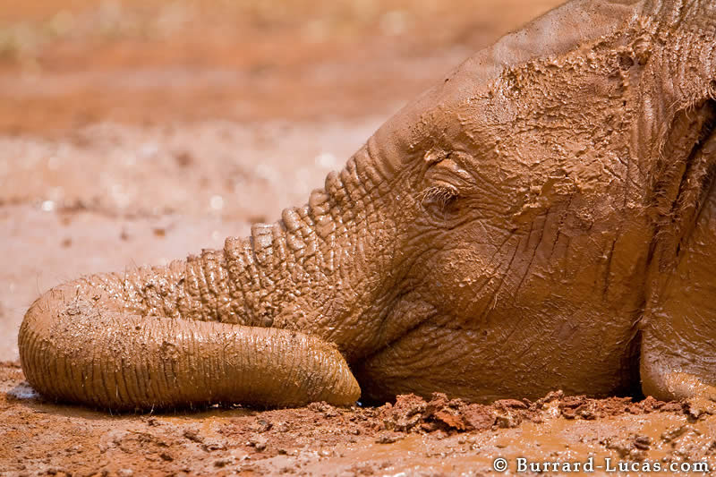 Muddy Elephant