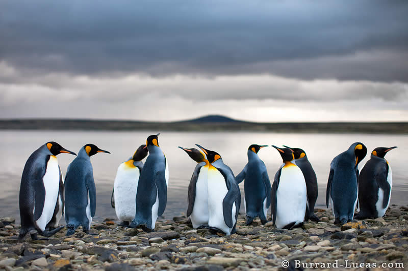 King Penguins