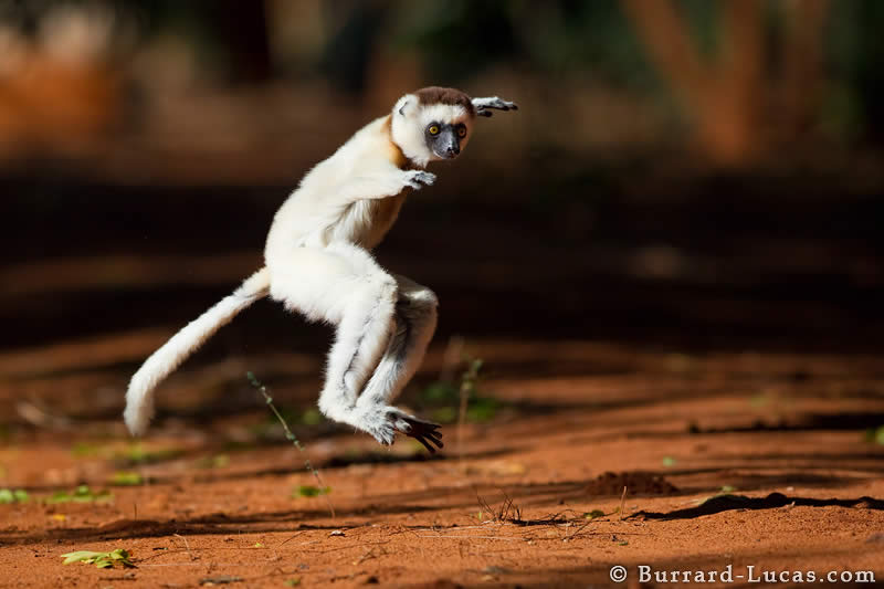 Sifaka Jump