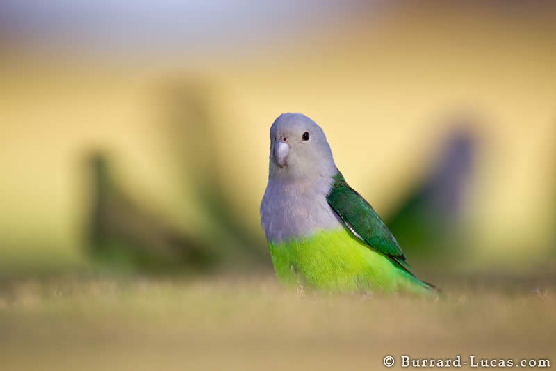 Grey-headed Lovebirds