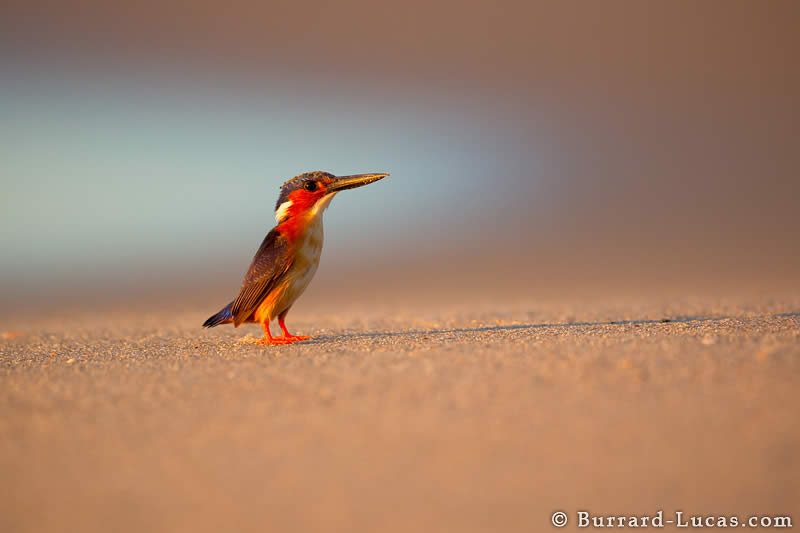 Kingfisher on Beach