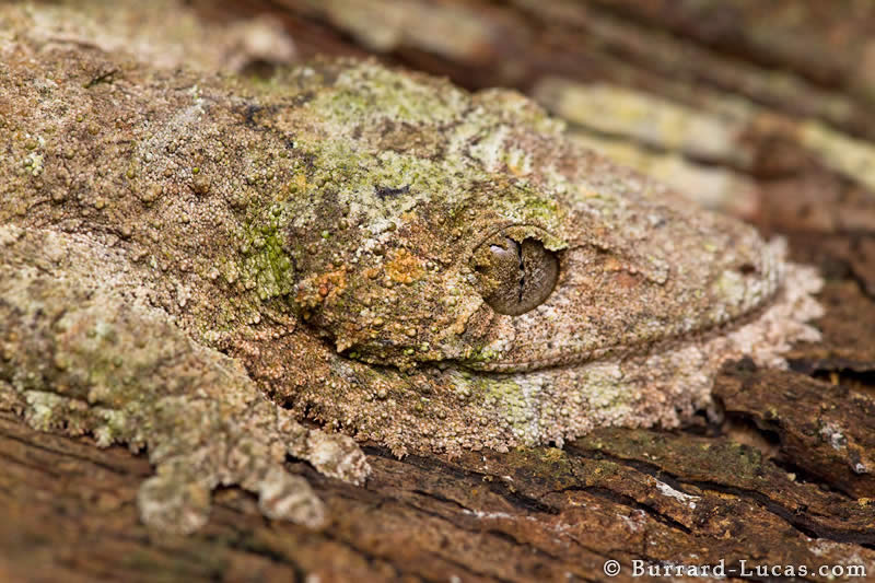 Leaf-tail Gecko on Bark