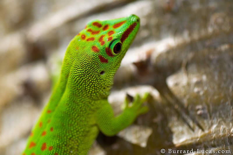 Day Gecko Head