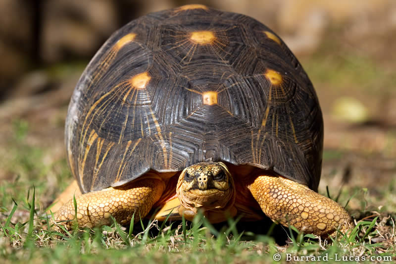 Radiated Tortoise