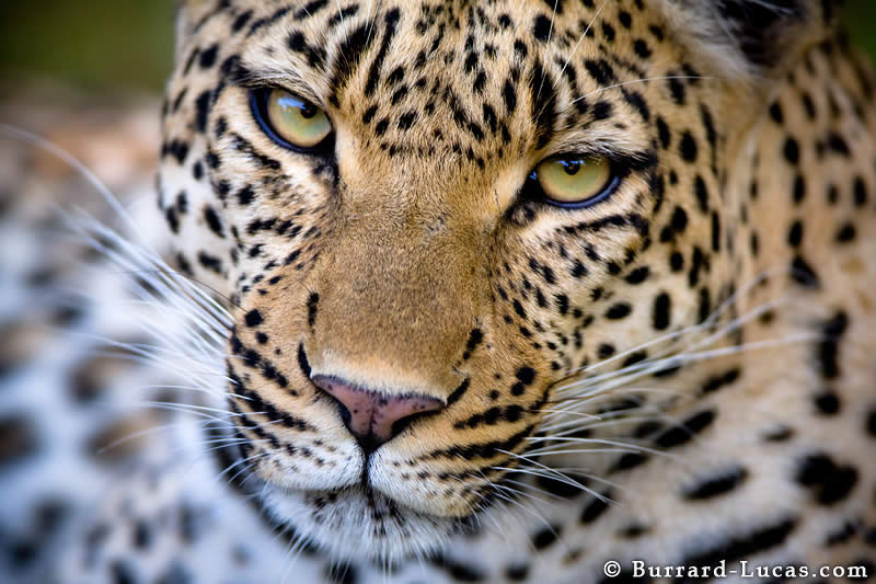 Leopard Stare