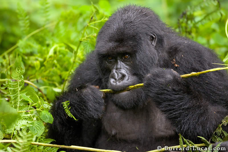 Adult Gorilla Eating a Fern