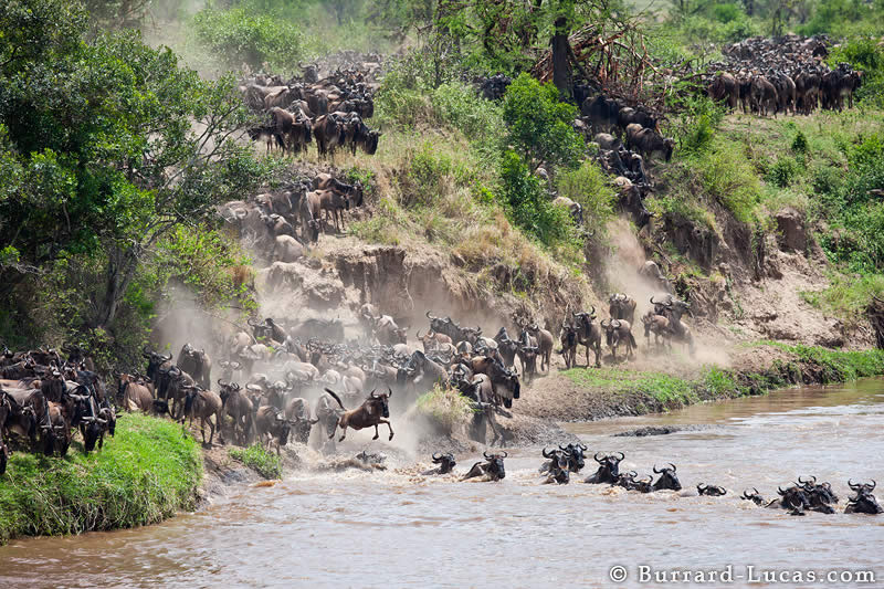 Wildebeest Crossing