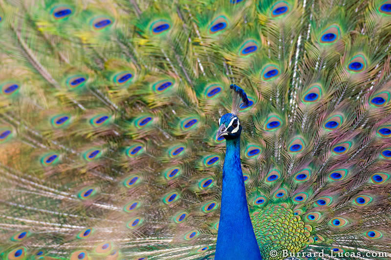 Male Peacock