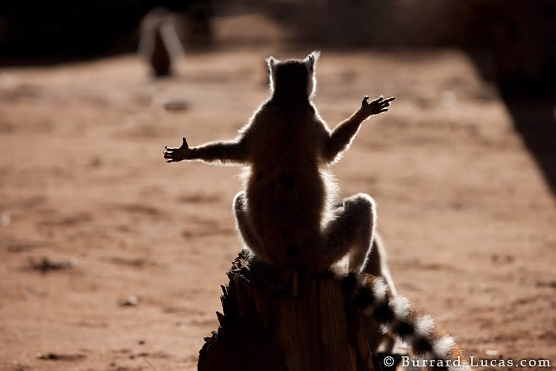 Sunbathing Lemur