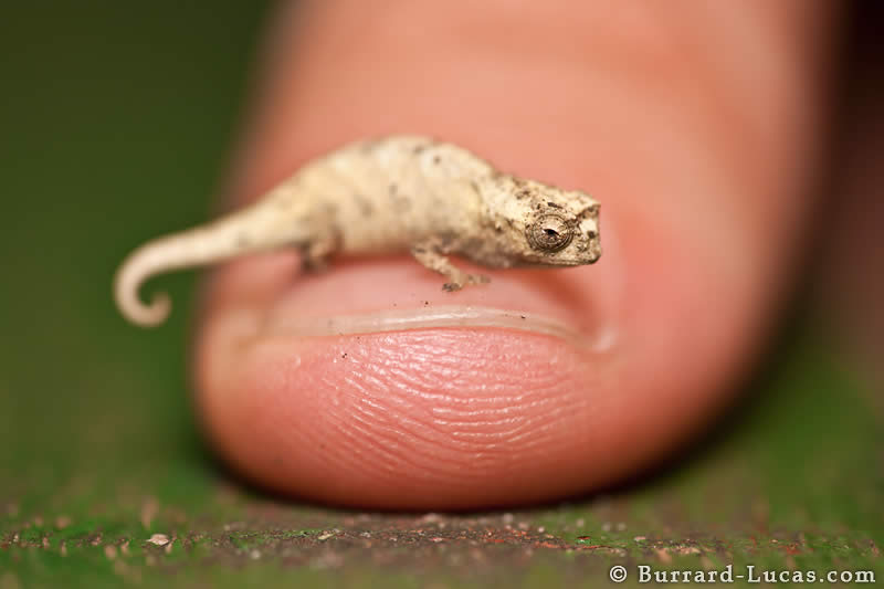 Pygmy Leaf Chameleon