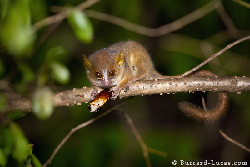 Golden-brown Mouse Lemur