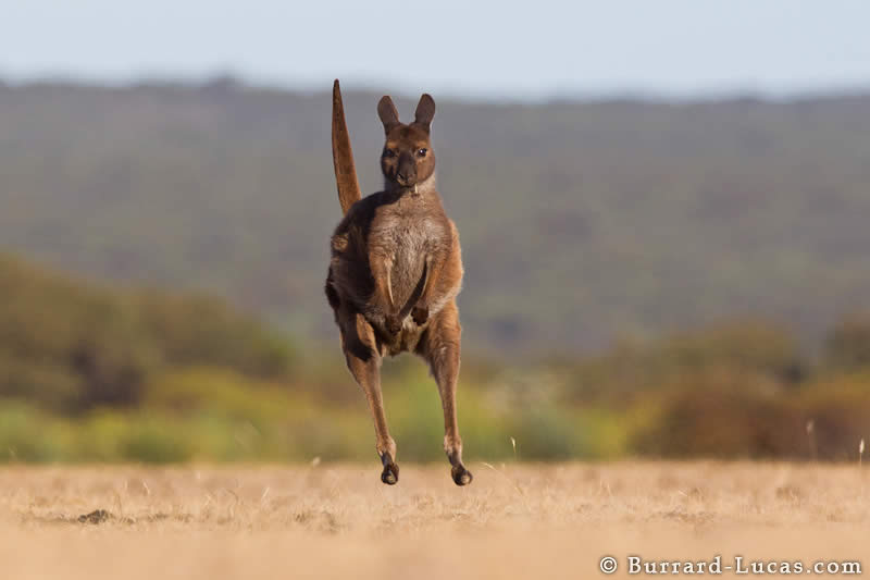 Kangaroo Hopping