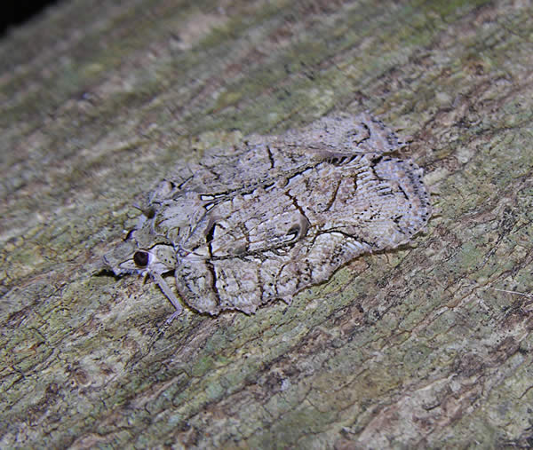 Bark Hopper Camouflage