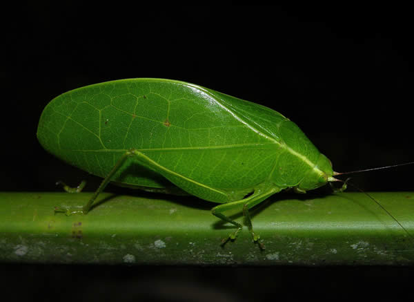 False Leaf Katydid, BCI, Panama