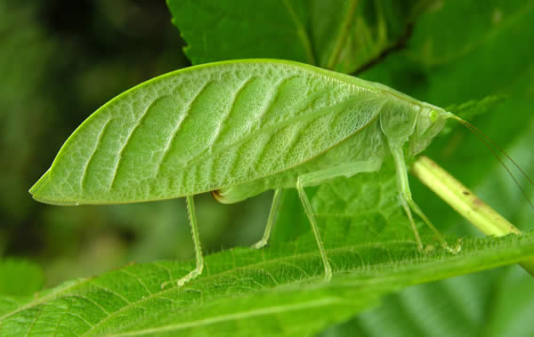 Remarkable Leaf Texture Mimicry