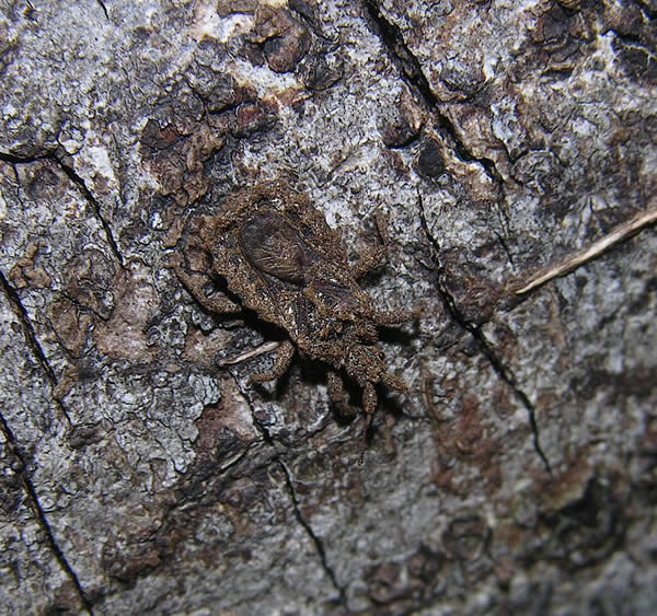 Bark Bug, Peruvian Amazon