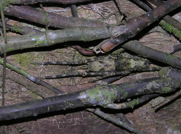 Bark Katydid Nymph, Camouflaged