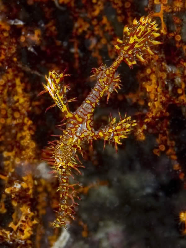 Ornate Ghostpipefish