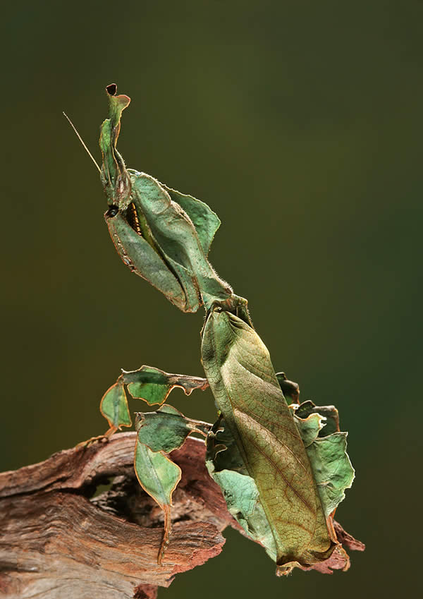 Phyllocrania Paradoxa