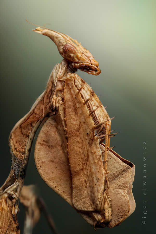 Idoloantis Diabolica - Devils Flower Mantis