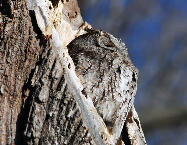 Sleeping Owl