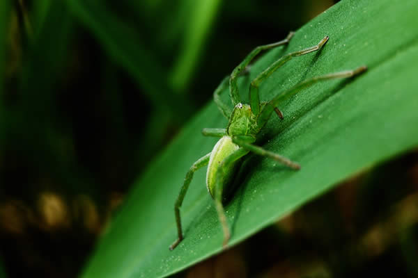 Green Spider