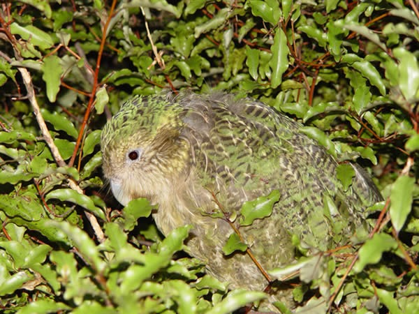 Kakapo (Strigops habroptilus)