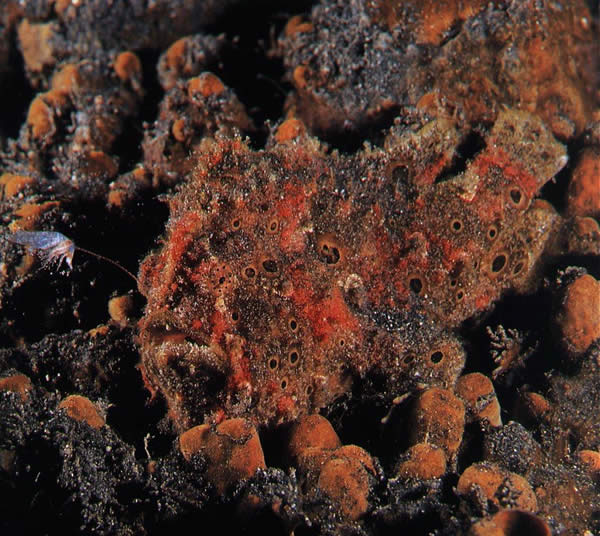  Painted Frogfish