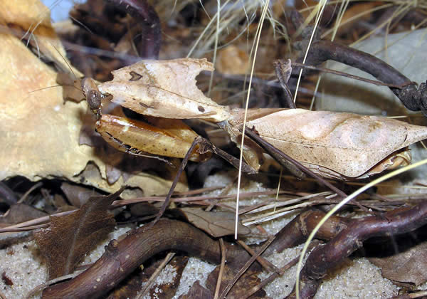 Dead Leaf Mantis