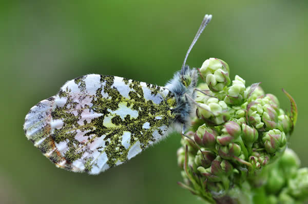 Orange-Tip Butterfly