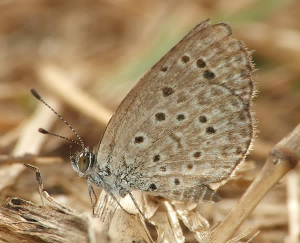 Zizeeria Knysna