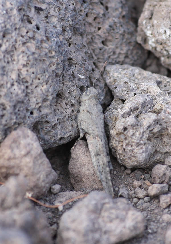 Canarian Orthoptera