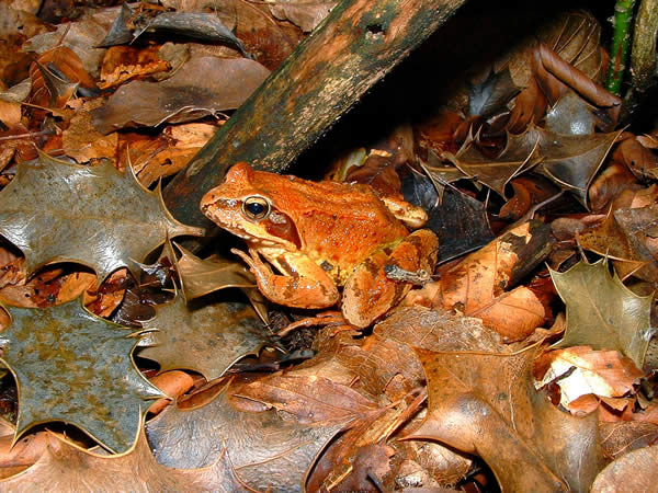 Camouflage Brownish Frog