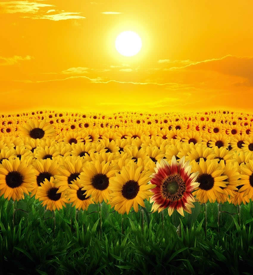 Sun Flowers