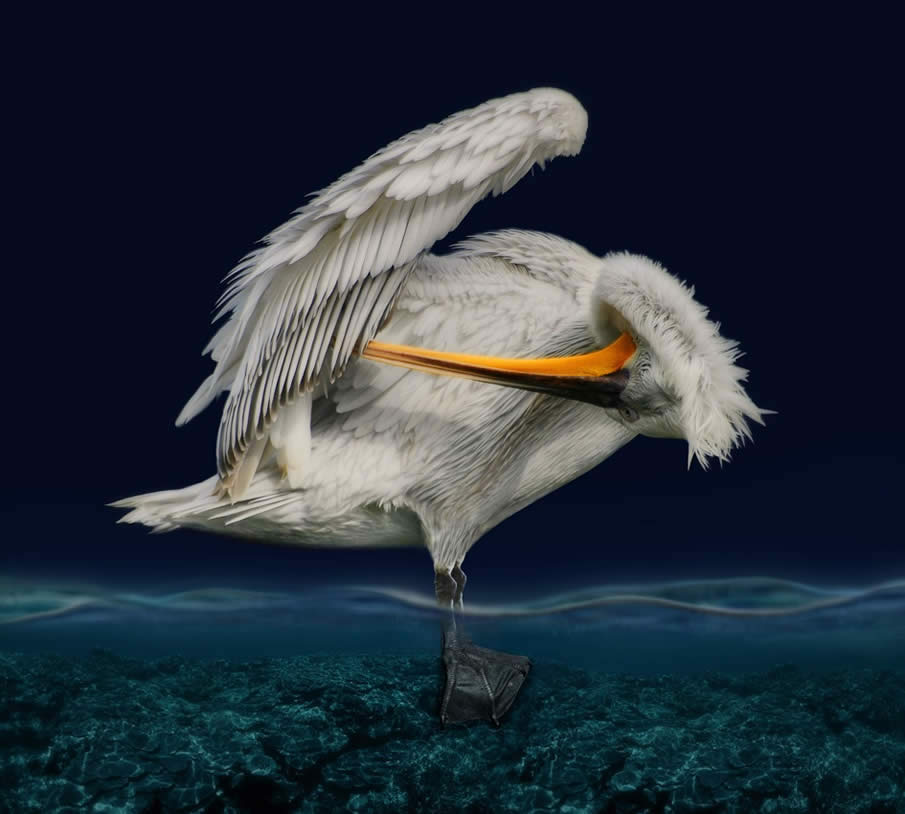 The Pelican