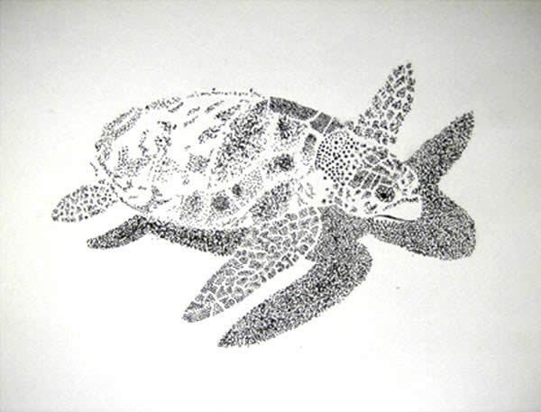 Sea Turtle