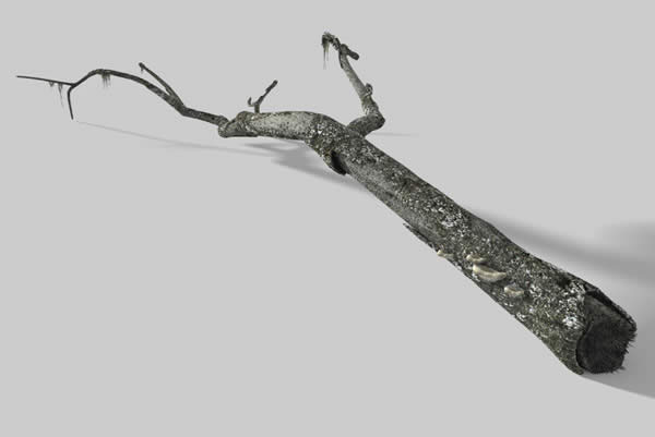 How to Make a Dead Tree Trunk in Cinema 4D