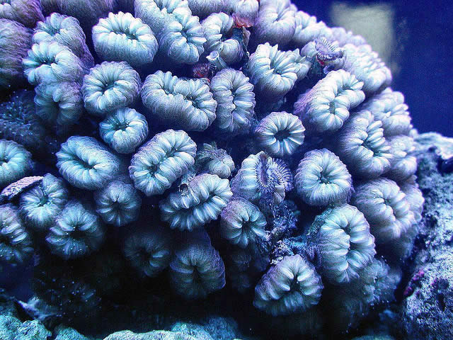 Brain Coral