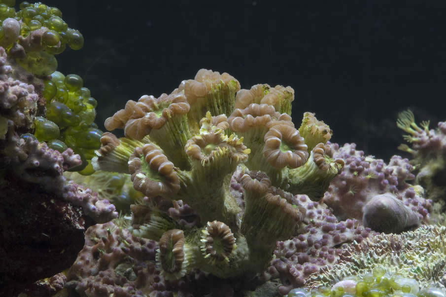 Candycane Coral